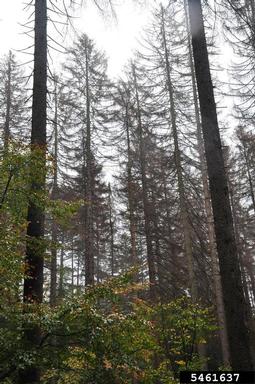 European spruce bark beetle, Ips typographus  (Coleoptera: Curculionidae) - 5461637
