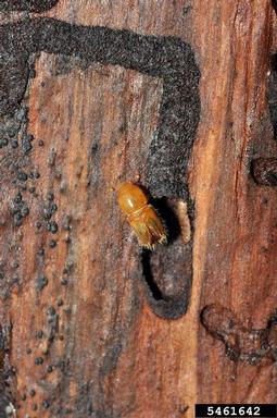 European spruce bark beetle, Ips typographus  (Coleoptera: Curculionidae) - 5461642