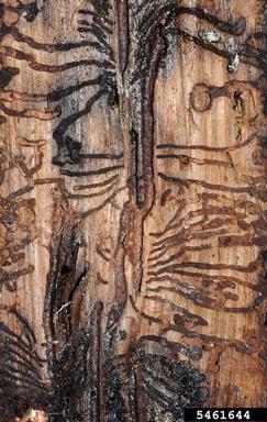European spruce bark beetle, Ips typographus  (Coleoptera: Curculionidae) - 5461644
