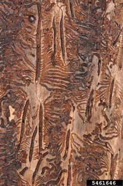 European spruce bark beetle, Ips typographus  (Coleoptera: Curculionidae) - 5461646