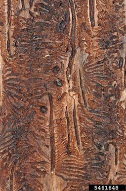 European spruce bark beetle, Ips typographus  (Coleoptera: Curculionidae) - 5461648