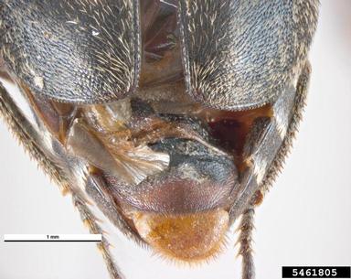 hide beetle, Dermestes undulatus  (Coleoptera: Dermestidae) - 5461805
