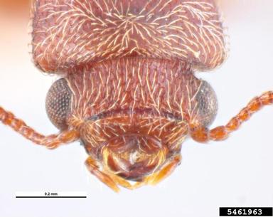 powderpost beetle, Trogoxylon aequale  (Coleoptera: Bostrichidae) - 5461963
