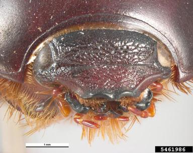 African black beetle, Heteronychus arator  (Coleoptera: Scarabaeidae) - 5461986