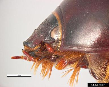 African black beetle, Heteronychus arator  (Coleoptera: Scarabaeidae) - 5461987