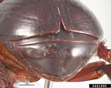 African black beetle, Heteronychus arator  (Coleoptera: Scarabaeidae) - 5461990