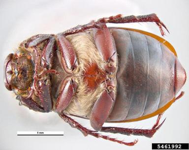 scarab beetle, Holotrichia kiotonensis  (Coleoptera: Scarabaeidae) - 5461992