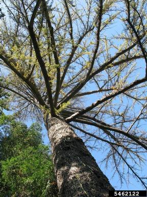 Armillaria root rots (Armillaria spp. ) on Deodar cedar (Cedrus deodara ) - 5462122