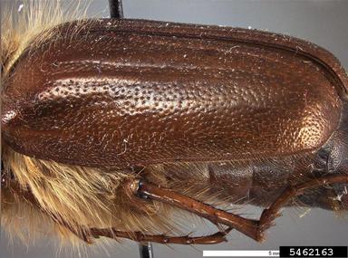 April beetle, Holochelus aequinoctialis  (Coleoptera: Scarabaeidae) - 5462163