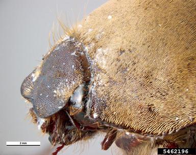 Froggatt's canegrub, Lepidiota froggatti  (Coleoptera: Scarabaeidae) - 5462196