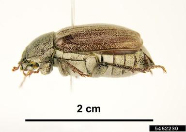 grata canegrub, Lepidiota grata  (Coleoptera: Scarabaeidae) - 5462230