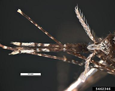 anopheles mosquito, Anopheles farauti  (Diptera: Culicidae) - 5462346