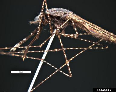 anopheles mosquito, Anopheles farauti  (Diptera: Culicidae) - 5462347