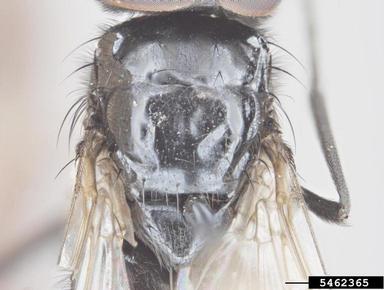 spinigera bushfly, Hydrotaea spinigera  (Diptera: Muscidae) - 5462365