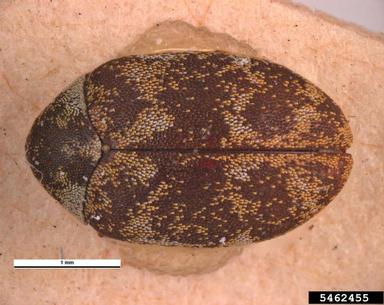 museum beetle, Anthrenus museorum  (Coleoptera: Dermestidae) - 5462455