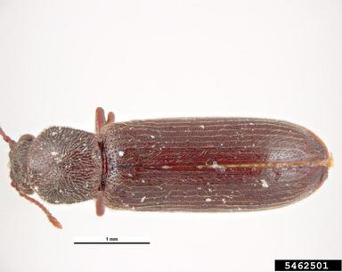 powderpost beetle, Lyctus planicollis  (Coleoptera: Bostrichidae) - 5462501