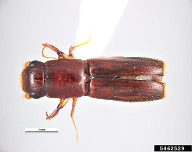 exotic pin-hole borer, Crossotarsus externedentatus  (Coleoptera: Curculionidae) - 5462529