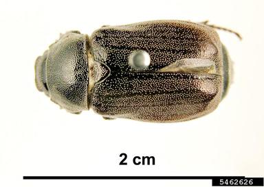rothe's canegrub, Lepidiota rothei  (Coleoptera: Scarabaeidae) - 5462626