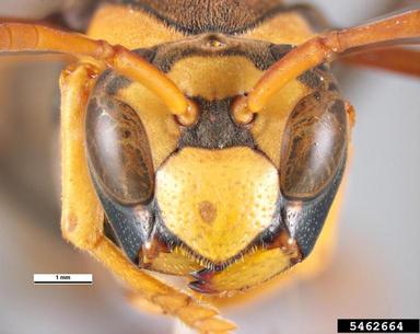 paper wasp, Polistes tepidus  (Hymenoptera: Vespidae) - 5462664