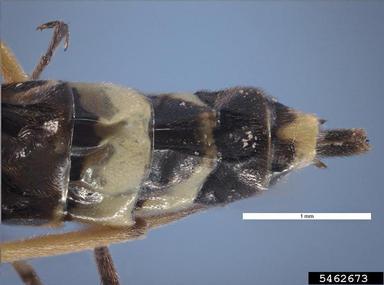 wheat stem sawfly, Cephus cinctus  (Hymenoptera: Cephidae) - 5462673