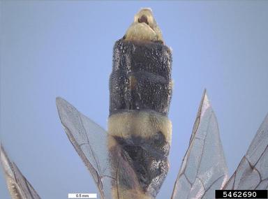 wheat stem sawfly, Cephus cinctus  (Hymenoptera: Cephidae) - 5462690