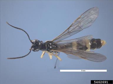 wheat stem sawfly, Cephus cinctus  (Hymenoptera: Cephidae) - 5462691