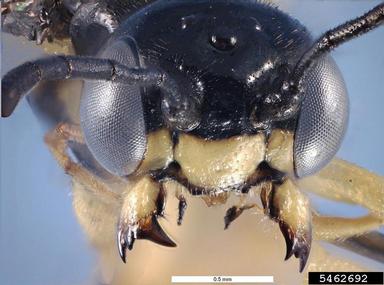 wheat stem sawfly, Cephus cinctus  (Hymenoptera: Cephidae) - 5462692