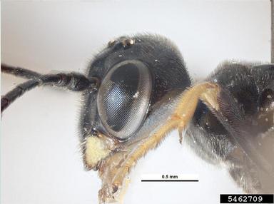 European wheat stem sawfly, Cephus pygmaeus  (Hymenoptera: Cephidae) - 5462709