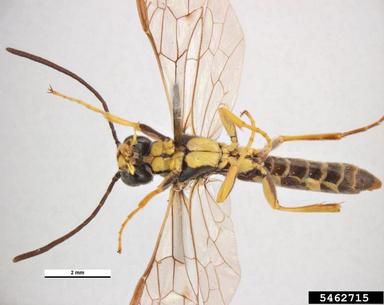 European wheat stem sawfly, Cephus pygmaeus  (Hymenoptera: Cephidae) - 5462715
