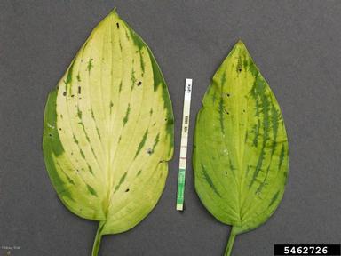 Hosta Virus X (Potexvirus HVX ) on hosta (Hosta spp. ) - 5462726