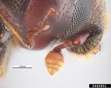 bark beetle, Pachycotes peregrinus  (Coleoptera: Curculionidae) - 5462851