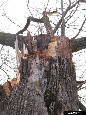 (  ) on yellow-poplar (Liriodendron tulipifera ) - 5462868