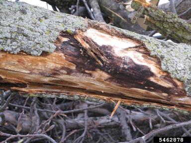canker on yellow-poplar (Liriodendron tulipifera ) - 5462878