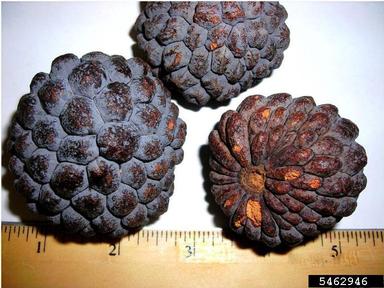 sugar apple, Annona squamosa  (Magnoliales: Annonaceae) - 5462946