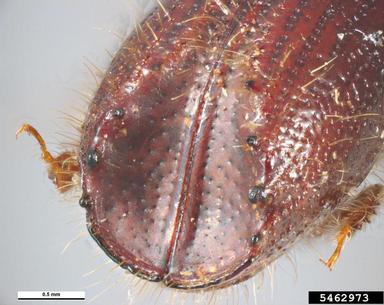 European spruce bark beetle, Ips typographus  (Coleoptera: Curculionidae) - 5462973