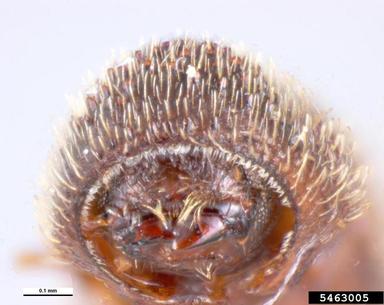 bark beetle, Hypothenemus seriatus  (Coleoptera: Curculionidae) - 5463005