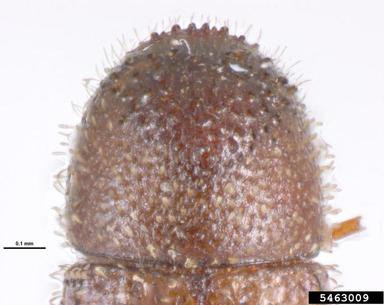 bark beetle, Hypothenemus seriatus  (Coleoptera: Curculionidae) - 5463009