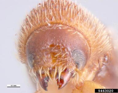 bark beetle, Hypothenemus areccae  (Coleoptera: Curculionidae) - 5463020