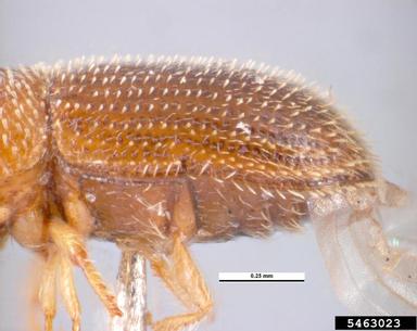 bark beetle, Hypothenemus areccae  (Coleoptera: Curculionidae) - 5463023