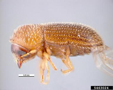 bark beetle, Hypothenemus areccae  (Coleoptera: Curculionidae) - 5463024