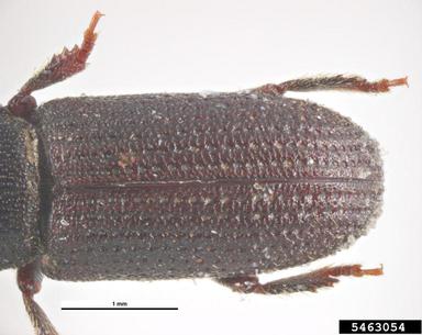 bark beetle, Hylastes brunneus  (Coleoptera: Curculionidae) - 5463054