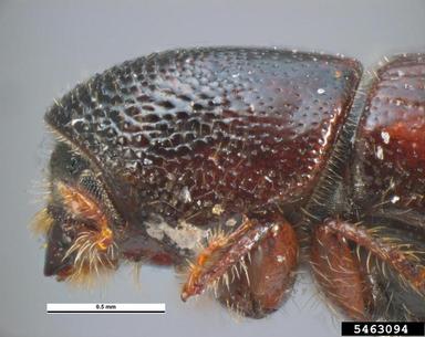 engraver beetle, Ips acuminatus  (Coleoptera: Curculionidae) - 5463094
