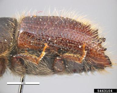 large larch bark beetle, Ips cembrae  (Coleoptera: Curculionidae) - 5463104