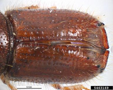 northern bark beetle, Ips duplicatus  (Coleoptera: Curculionidae) - 5463169
