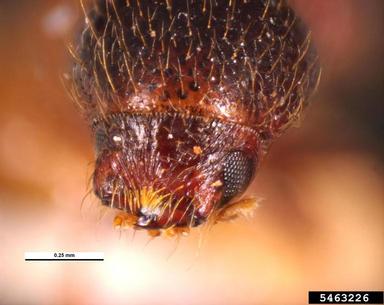 palm seed borer, Coccotrypes fijanus  (Coleoptera: Curculionidae) - 5463226