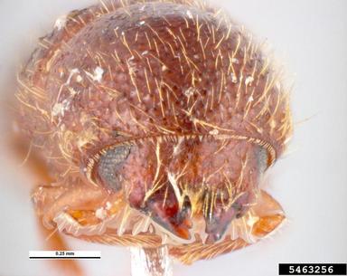 ambrosia beetle, Xyleborus cryptographus  (Coleoptera: Curculionidae) - 5463256