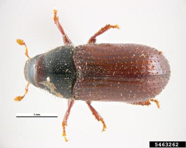 lesser pine shoot beetle, Tomicus minor  (Coleoptera: Curculionidae) - 5463262
