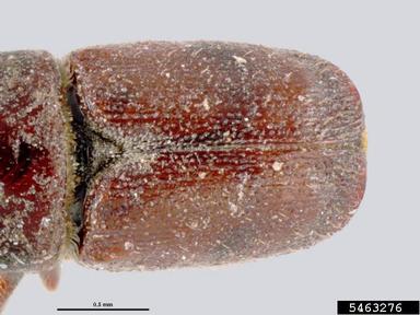 banded elm bark beetle, Scolytus schevyrewi  (Coleoptera: Curculionidae) - 5463276