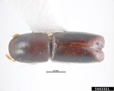 apple wood stainer, Monarthrum mali  (Coleoptera: Curculionidae) - 5463321