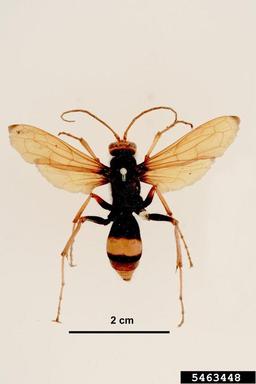 spider hunting wasp, Heterodontonyx bicolor  (Hymenoptera: Pompilidae) - 5463448
